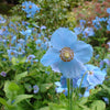 Poppy "Blue Himalayan", 15 Seeds