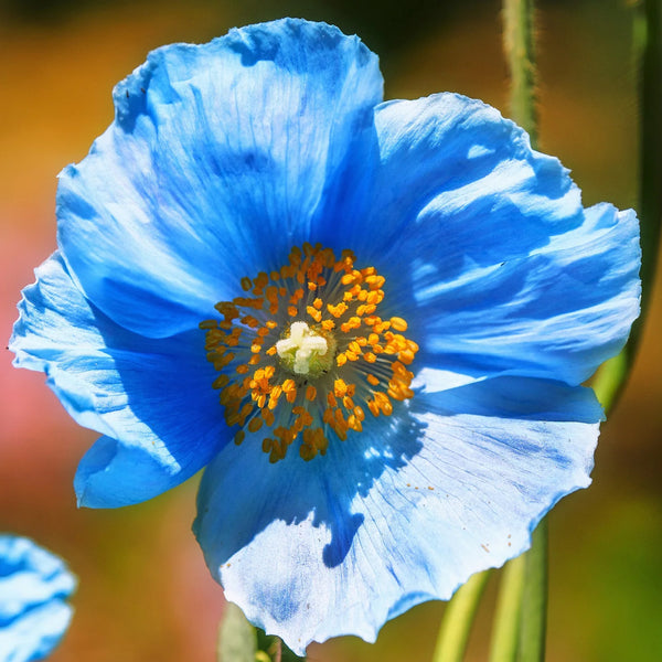 Poppy "Blue Himalayan", 15 Seeds