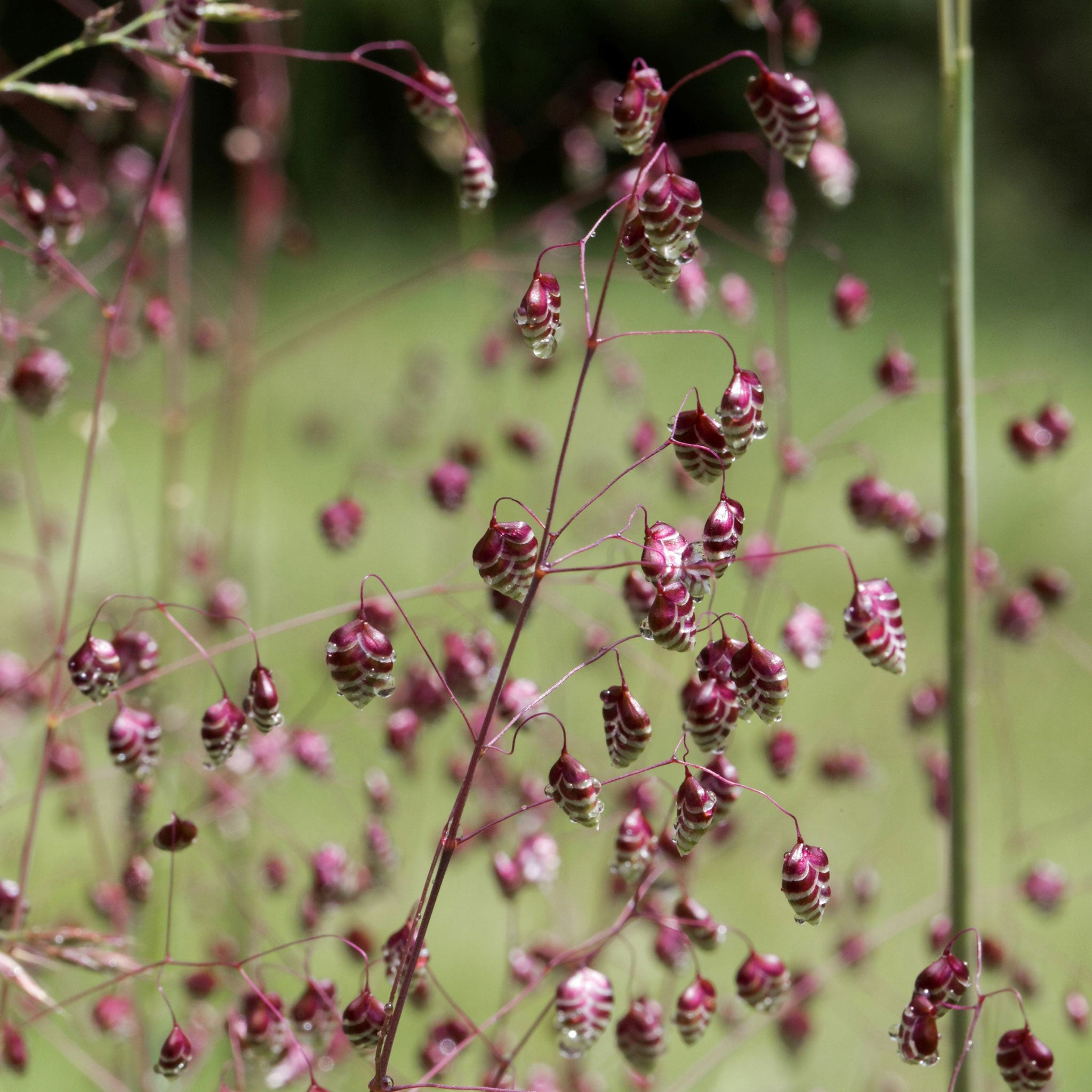 Quaking Grass, 1,000 Seeds