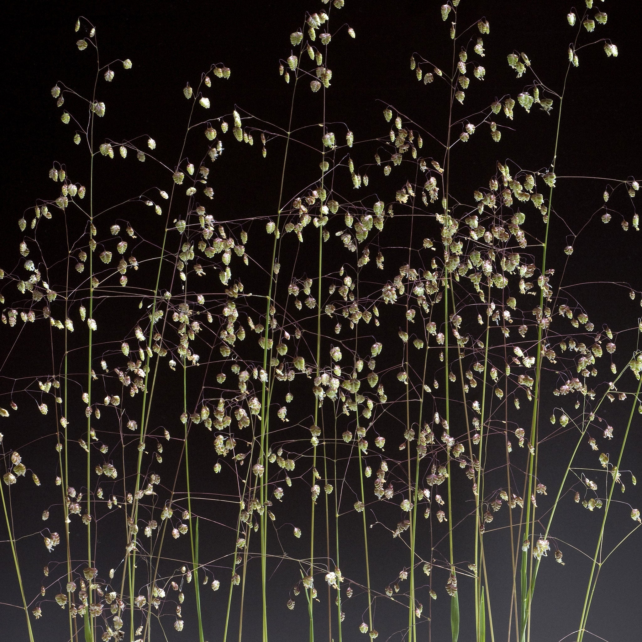 Quaking Grass, 1,000 Seeds