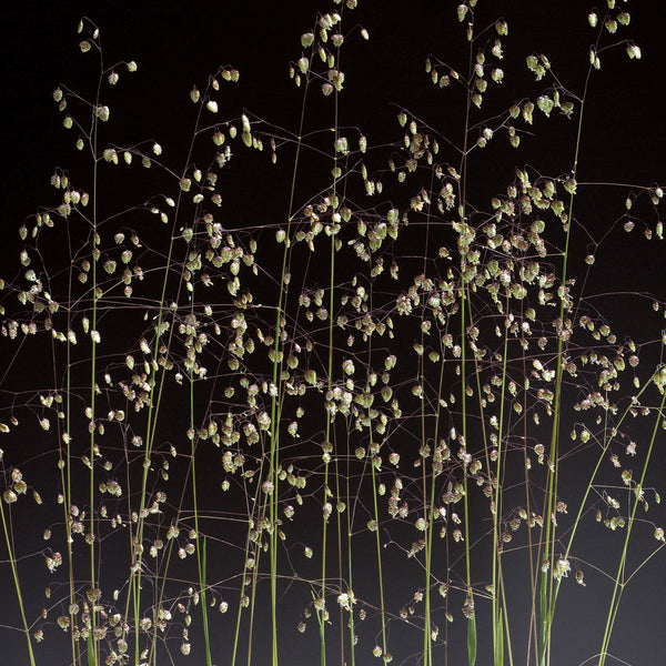 Quaking Grass, 1,000 Seeds