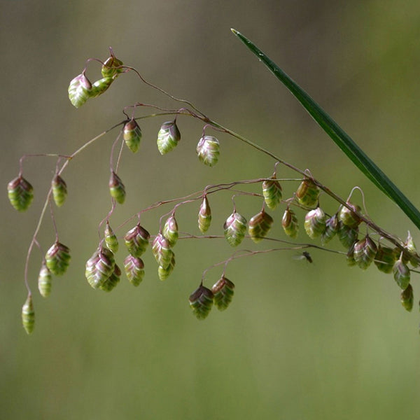 Quaking Grass, 1,000 Seeds
