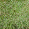 Cloud Grass, 50 Seeds