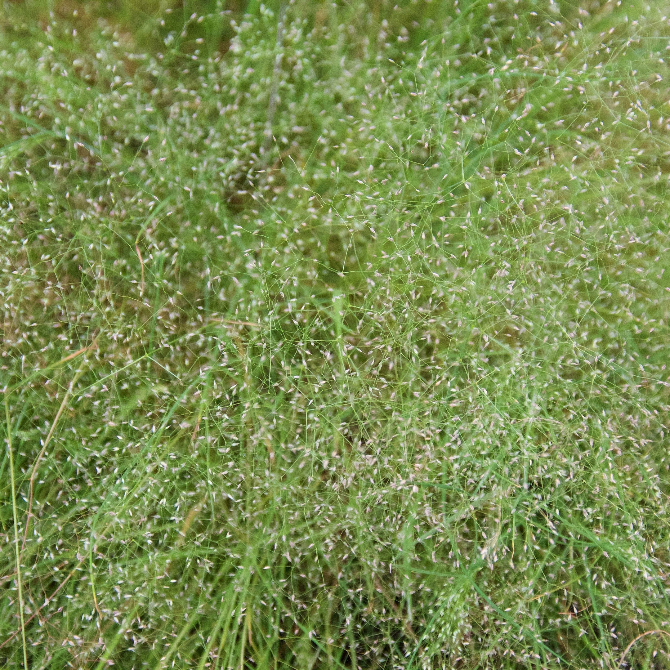 Cloud Grass, 1,000 Seeds