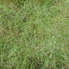 Cloud Grass, 1,000 Seeds