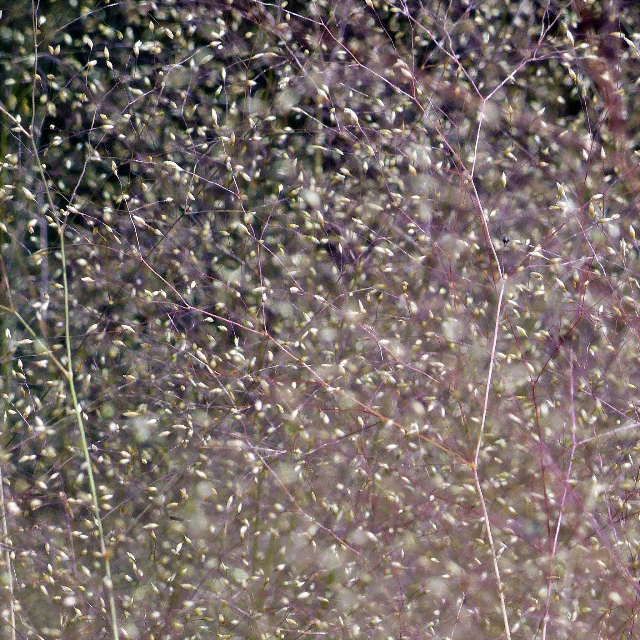 Cloud Grass, 50 Seeds