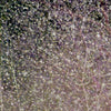 Cloud Grass, 50 Seeds