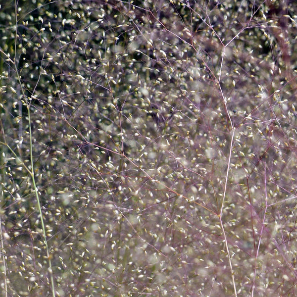 Cloud Grass, 50 Seeds