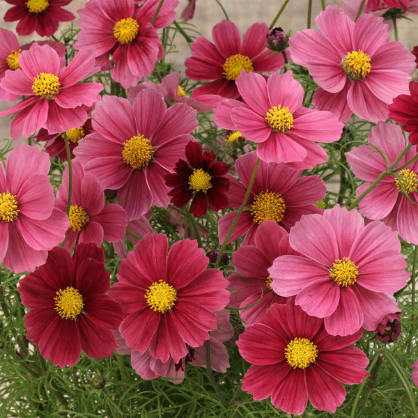 Cosmos "Antiquity", 15 Seeds