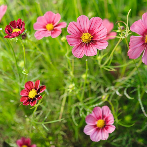 Cosmos "Antiquity", 800 Seeds
