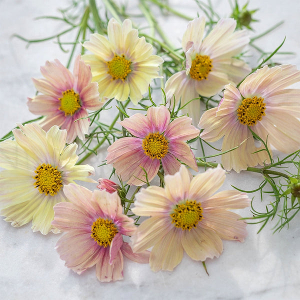 Cosmos "Apricot Lemonade", 10 Seeds