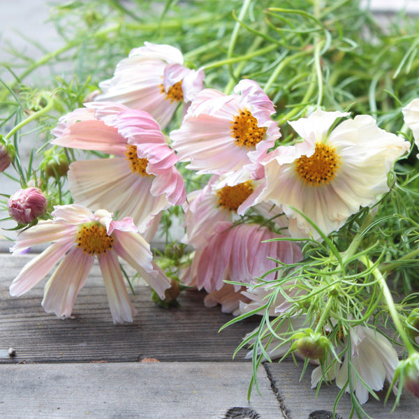 Cosmos "Apricot Lemonade", 10 Seeds