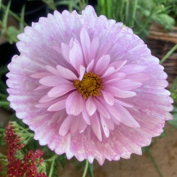 Cosmos "Cupcake" Blush, 10 Seeds