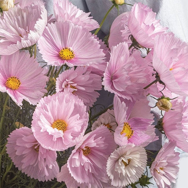 Cosmos "Cupcake" Blush, 500 Seeds