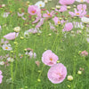Cosmos "Cupcake" Blush, 10 Seeds
