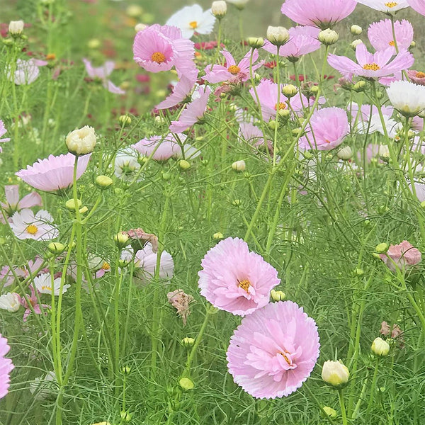 Cosmos "Cupcake" Blush, 10 Seeds