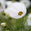 Cosmos "Cupcake" White, 500 Seeds
