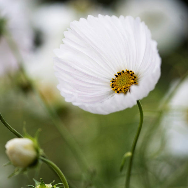 Cosmos "Cupcake" White, 500 Seeds