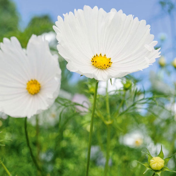 Cosmos "Cupcake" White, 10 Seeds