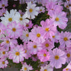Cosmos "Apollo" Lovesong F1, 15 Seeds