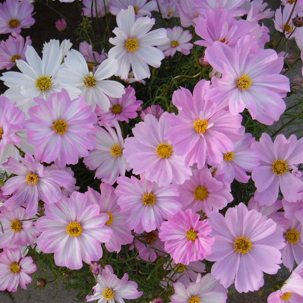 Cosmos "Apollo" Lovesong F1, 15 Seeds