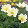 Cosmos "Xanthos", 400 Seeds