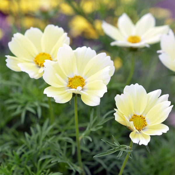 Cosmos "Xanthos", 400 Seeds