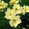 Cosmos "Xanthos", 10 Seeds