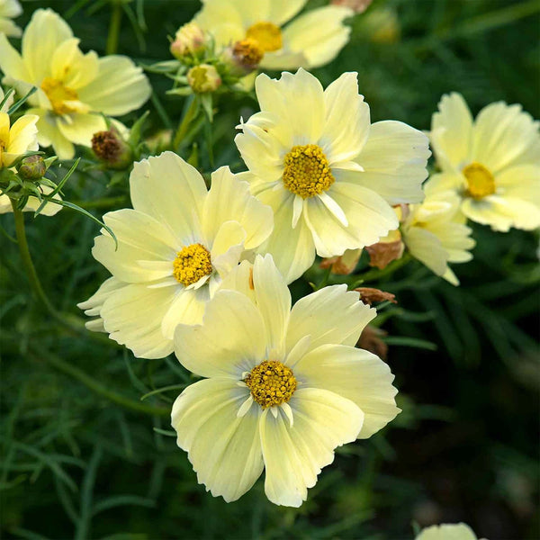 Cosmos "Xanthos", 10 Seeds