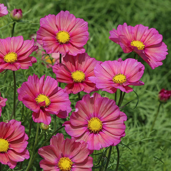 Cosmos "Xsenia", 10 Seeds