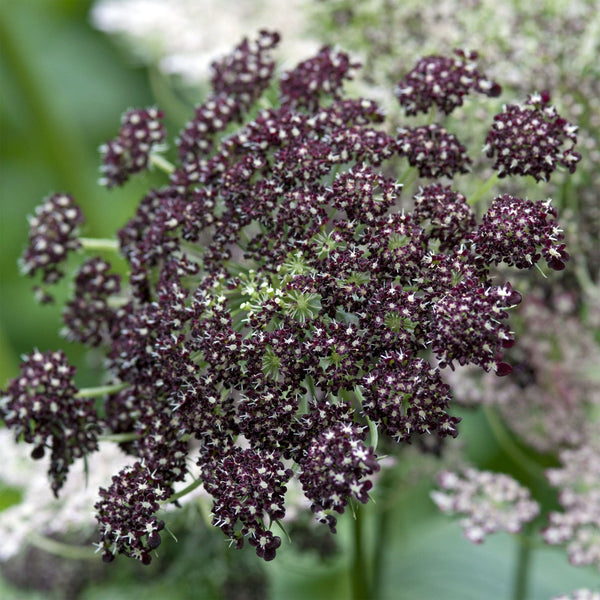 Dara "Dark Reds", 15 Seeds