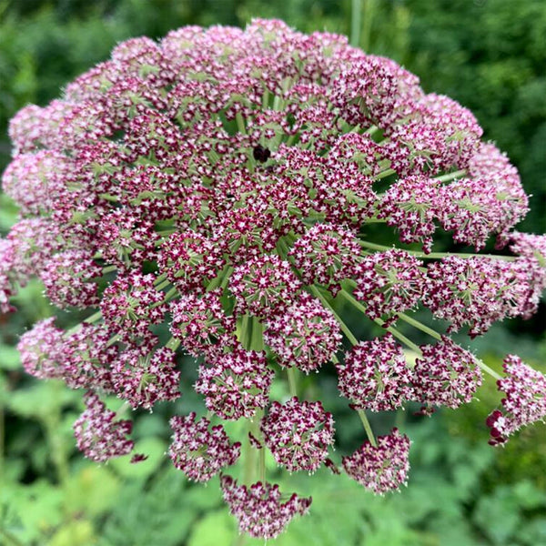 Dara "Purple Kisses", 2,000 Seeds