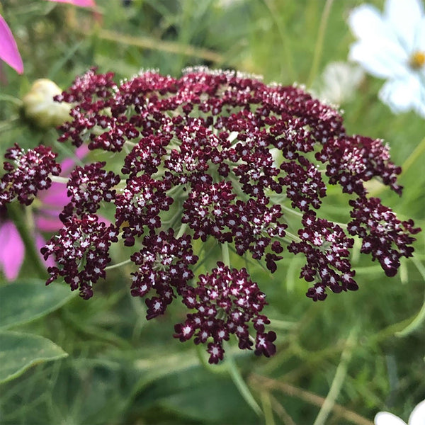 Dara "Purple Kisses", 2,000 Seeds