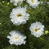 Cosmos "Double Click" Snow Puff, 10 Seeds
