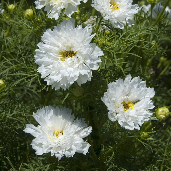 Cosmos "Double Click" Snow Puff, 10 Seeds