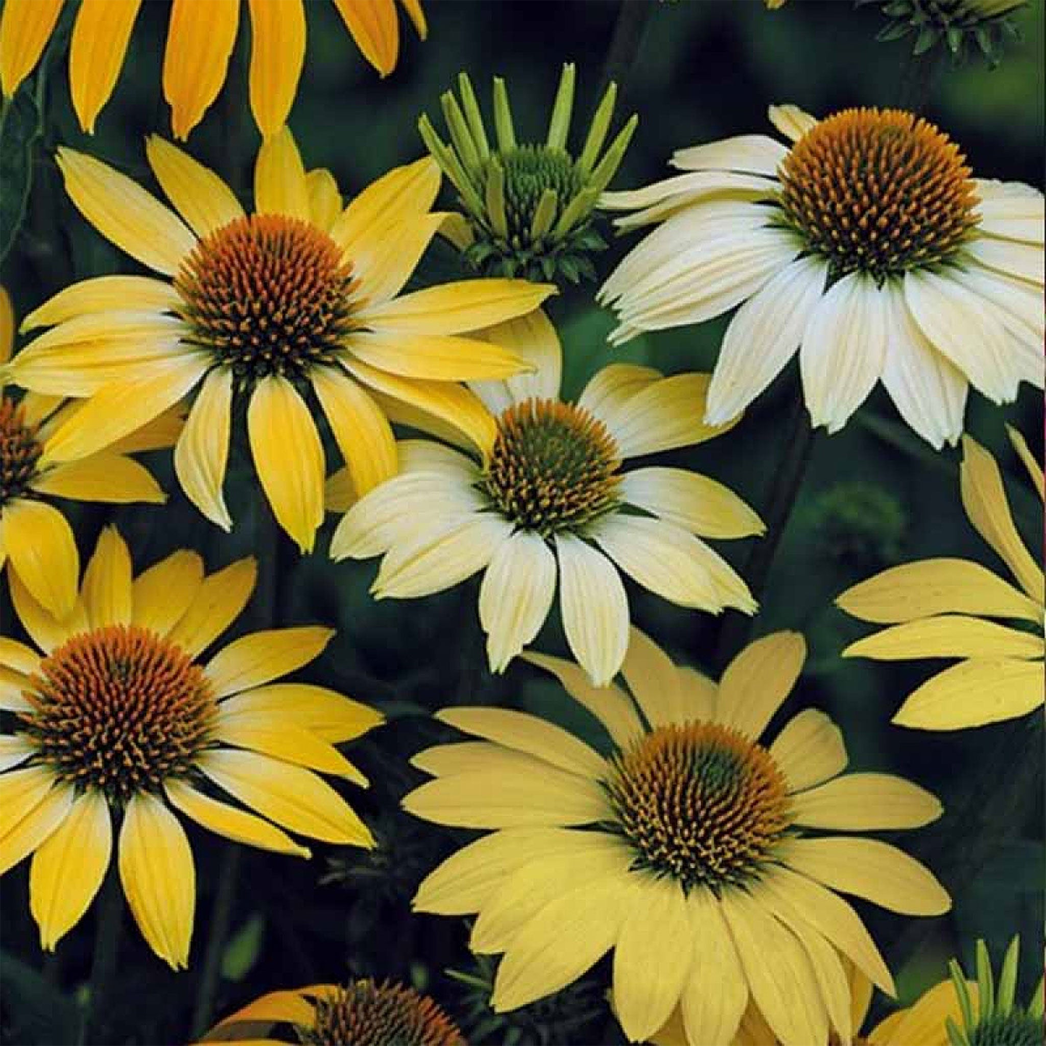 Echinacea 