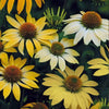 Echinacea "Mellow Yellows", 225 Seeds