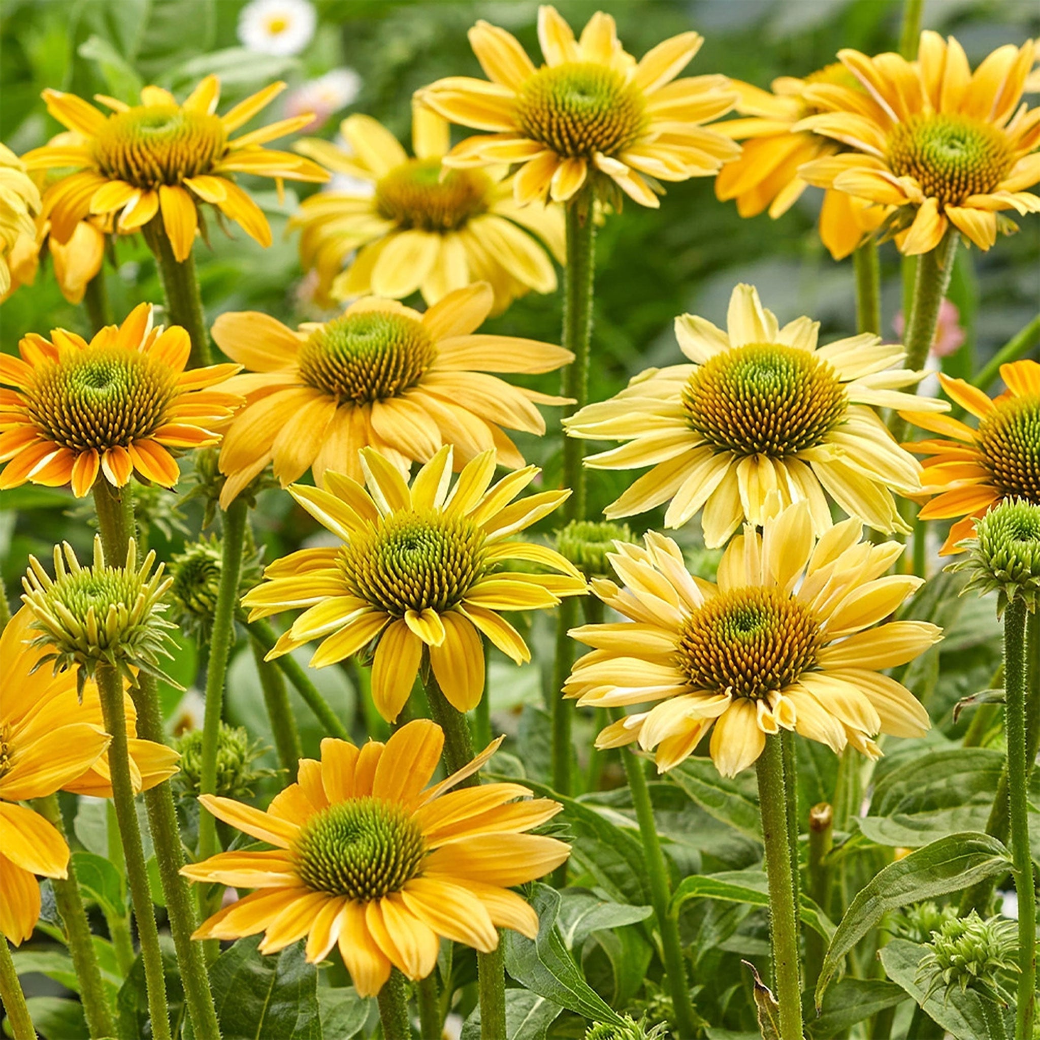 Echinacea 