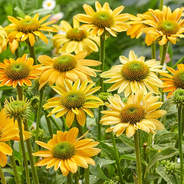 Echinacea "Mellow Yellows", 225 Seeds
