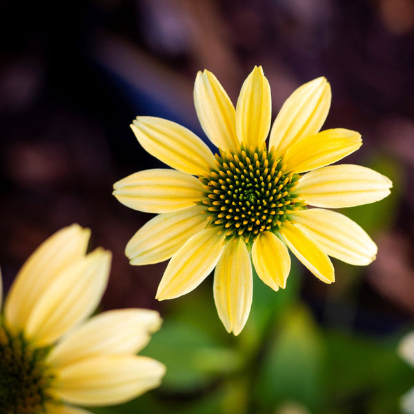Echinacea "Mellow Yellows", 5 Seeds