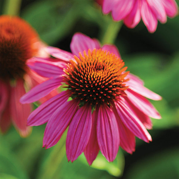 Echinacea "Pow Wow Wild Berry", 5 Seeds