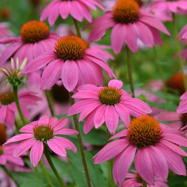 Echinacea "Pow Wow Wild Berry", 5 Seeds
