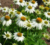 Echinacea "Pow Wow White", 225 Seeds