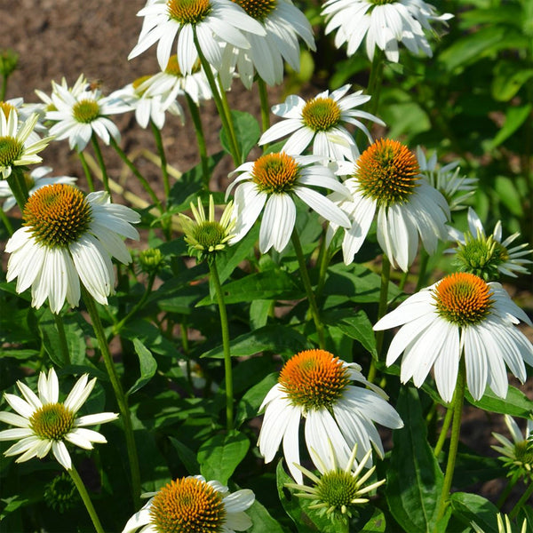 Echinacea "Pow Wow White", 5 Seeds