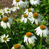 Echinacea "Pow Wow White", 225 Seeds