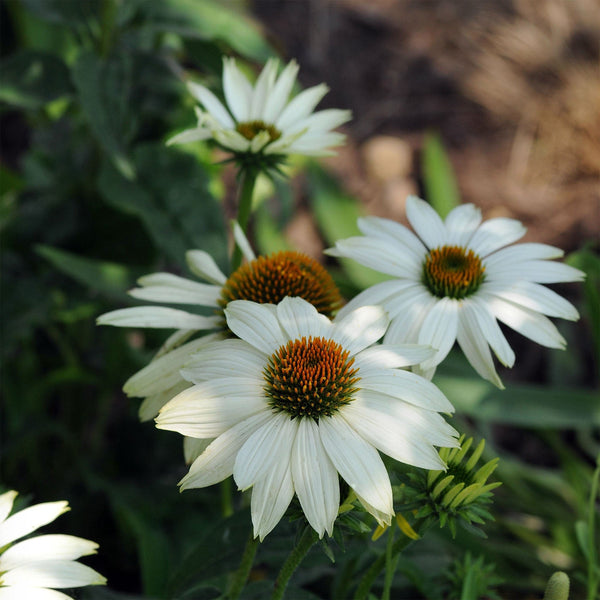 Echinacea "Pow Wow White", 5 Seeds