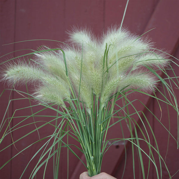 Ornamental Grass Seed "Feathertop", 800 Seeds