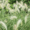 Ornamental Grass Seed "Feathertop", 800 Seeds