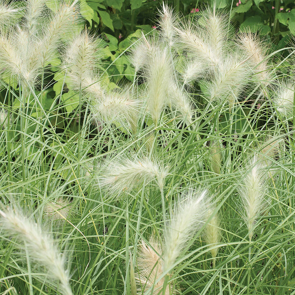 Ornamental Grass Seed "Feathertop", 800 Seeds