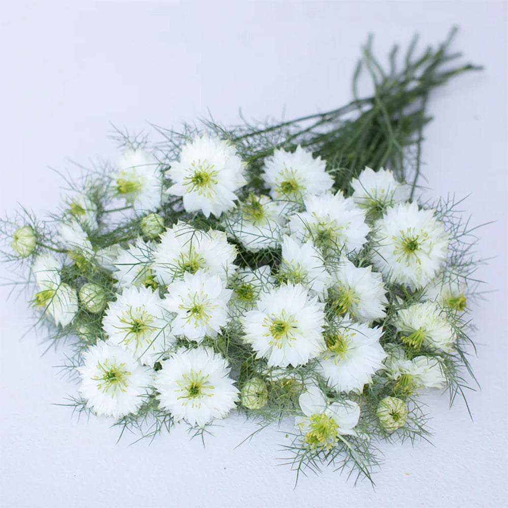 Love in a Mist 